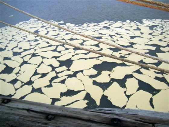 Beef tallow floats in the Houston Ship Channel Tuesday. Part of the Houston Ship Channel was closed after about 15,000 gallons of animal fat leaked into it from a shore-based storage tank.